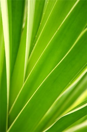 simsearch:622-02757796,k - Closeup on green leaves of tropical plant Stock Photo - Budget Royalty-Free & Subscription, Code: 400-04017151