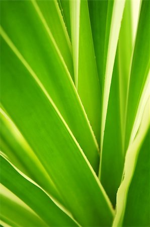 simsearch:622-02757796,k - Closeup on green leaves of tropical plant Stock Photo - Budget Royalty-Free & Subscription, Code: 400-04017152