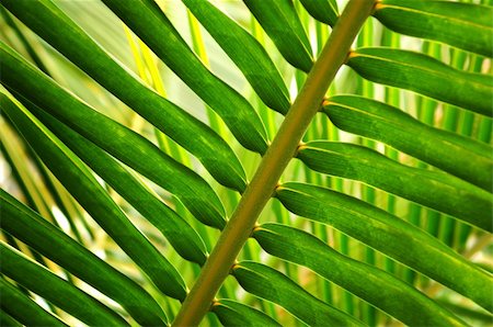 simsearch:400-05906470,k - Closeup of a sunlit green palm tree leaf Photographie de stock - Aubaine LD & Abonnement, Code: 400-04017153