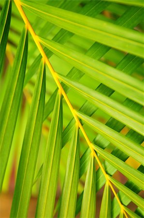 simsearch:400-05906470,k - Botanical background of green palm tree leaves close up Photographie de stock - Aubaine LD & Abonnement, Code: 400-04017688