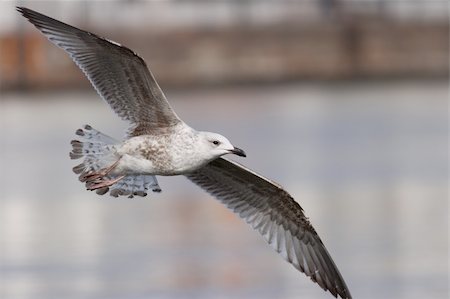 A young herring gull in the ocean Photographie de stock - Aubaine LD & Abonnement, Code: 400-04017689