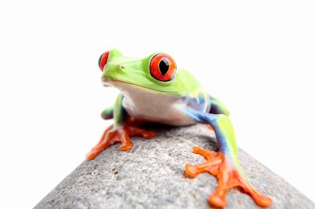 simsearch:400-03940235,k - red-eyed tree frog on a rock, closeup isolated on white. Agalychnis callidryas. Photographie de stock - Aubaine LD & Abonnement, Code: 400-04017942