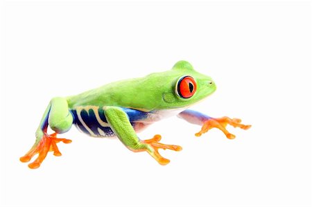 simsearch:400-03940235,k - frog isolated on white - a red-eyed tree frog (Agalychnis callidryas) closeup side Photographie de stock - Aubaine LD & Abonnement, Code: 400-04017943