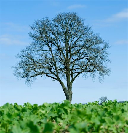 simsearch:400-07097368,k - Green field and lonely tree in frog perspective Photographie de stock - Aubaine LD & Abonnement, Code: 400-04018216