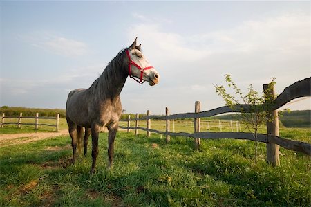 simsearch:400-04938094,k - Grey horse stand next to the wattle Stockbilder - Microstock & Abonnement, Bildnummer: 400-04018221