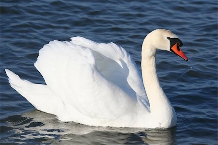 simsearch:400-05311108,k - Graceful white swan on a water of lake Photographie de stock - Aubaine LD & Abonnement, Code: 400-04018732