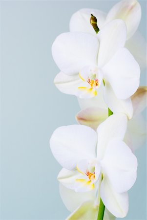 simsearch:400-07262232,k - Orchid flowers - shallow depth of field. Foto de stock - Super Valor sin royalties y Suscripción, Código: 400-04018765