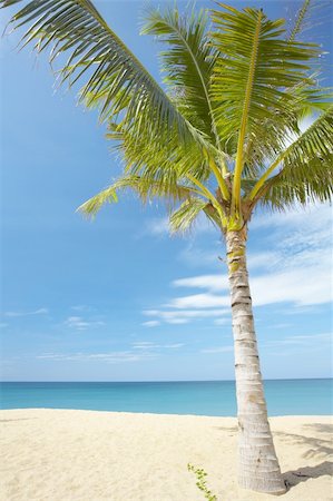 simsearch:400-04243517,k - View of nice tropical empty sandy beach with some palms Foto de stock - Super Valor sin royalties y Suscripción, Código: 400-04018868