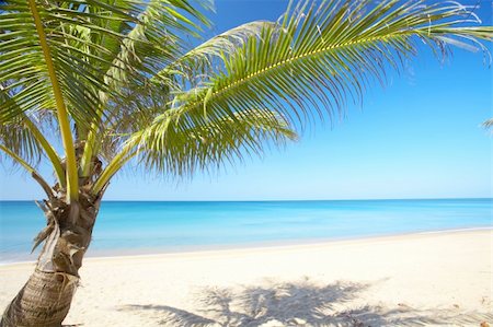 simsearch:400-04243517,k - View of nice tropical empty sandy beach with some palms Foto de stock - Super Valor sin royalties y Suscripción, Código: 400-04018860