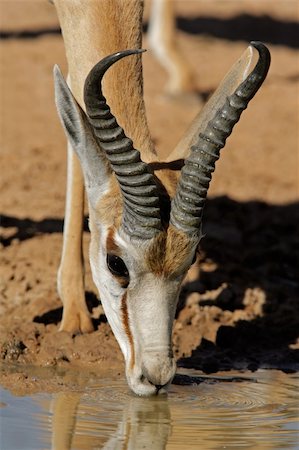 simsearch:400-06521553,k - Portrait of a springbok antelope (Antidorcas marsupialis) drinking water, Kalahari desert, South Africa Stock Photo - Budget Royalty-Free & Subscription, Code: 400-04018895