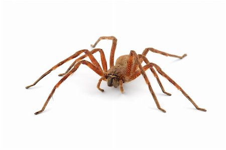 simsearch:400-04645267,k - A hairy African rain spider (Palystes spp.) on white Stock Photo - Budget Royalty-Free & Subscription, Code: 400-04018899