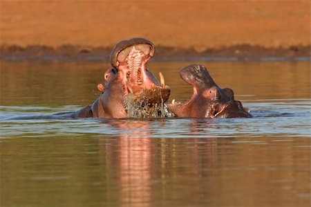 simsearch:400-03943787,k - Aggressive display of two hippopotamus (Hippopotamus amphibius), Kruger National Park, South Africa Stock Photo - Budget Royalty-Free & Subscription, Code: 400-04018892