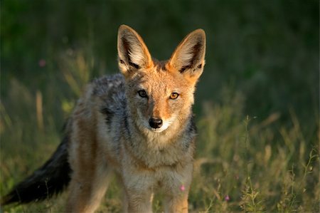 Frontal view of a black-backed Jackal (Canis mesomelas), Etosha National Park, Namibia Stock Photo - Budget Royalty-Free & Subscription, Code: 400-04018893