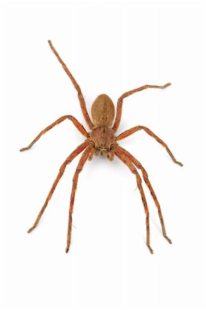 simsearch:400-04645267,k - A hairy African rain spider (Palystes spp.) on white Stock Photo - Budget Royalty-Free & Subscription, Code: 400-04018901