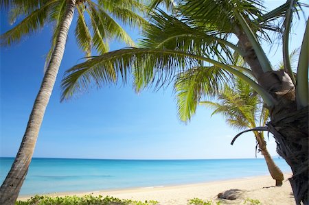 simsearch:400-04243517,k - View of nice tropical empty sandy beach with some palms Foto de stock - Super Valor sin royalties y Suscripción, Código: 400-04018933