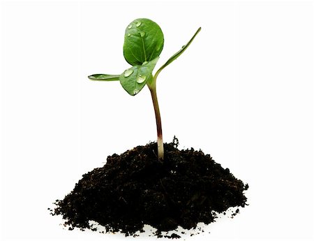 simsearch:400-06741123,k - young sunflower sprout in the soil with droplets isoleted over white Stock Photo - Budget Royalty-Free & Subscription, Code: 400-04019085