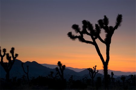 desert sunset landscape cactus - Sunset in Joshua Tree park Stock Photo - Budget Royalty-Free & Subscription, Code: 400-04019213