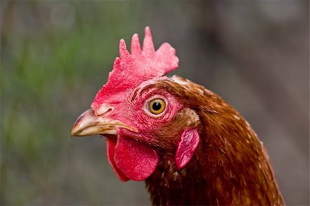 simsearch:400-04375681,k - farm animals series: head of the hen Photographie de stock - Aubaine LD & Abonnement, Code: 400-04019337