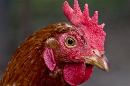 simsearch:400-04375681,k - farm animals series: head of the hen Photographie de stock - Aubaine LD & Abonnement, Code: 400-04019338