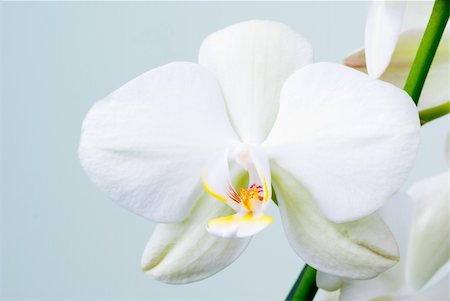 simsearch:400-07262232,k - White orchid flowers (Phalaenopsis)- shallow depth of field. Foto de stock - Super Valor sin royalties y Suscripción, Código: 400-04019364