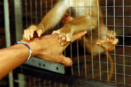 human hand touching monkey hand. Stock Photo - Budget Royalty-Free & Subscription, Code: 400-04019440