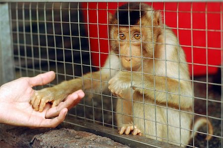 human hand touching monkey hand. Stock Photo - Budget Royalty-Free & Subscription, Code: 400-04019441