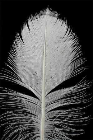 simsearch:400-05080016,k - close-up of white feather on black Foto de stock - Super Valor sin royalties y Suscripción, Código: 400-04019634