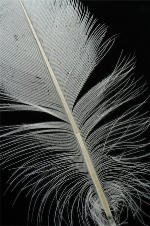 simsearch:400-05080016,k - extreme close-up of white feather against black Foto de stock - Super Valor sin royalties y Suscripción, Código: 400-04019633