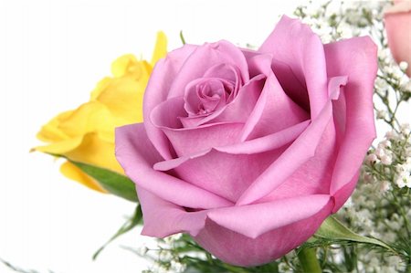 simsearch:400-04527694,k - Pink rose with white background, taken closeup Photographie de stock - Aubaine LD & Abonnement, Code: 400-04019646