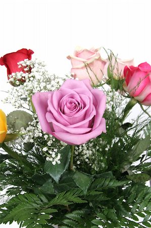 simsearch:400-04527694,k - roses with white background, taken closeup Foto de stock - Royalty-Free Super Valor e Assinatura, Número: 400-04019650