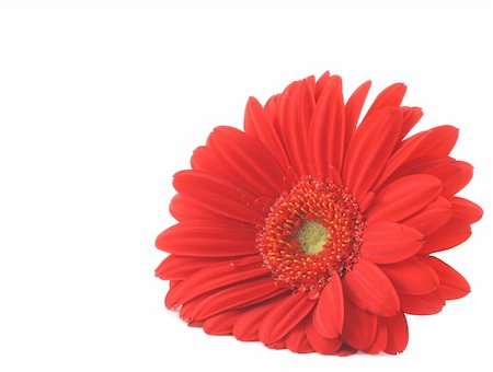 simsearch:400-05128577,k - Red gerbera lying on white Stockbilder - Microstock & Abonnement, Bildnummer: 400-04019847