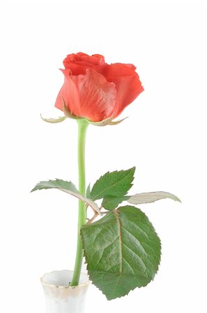 simsearch:400-05033064,k - beautiful rose on white (in vase) Foto de stock - Royalty-Free Super Valor e Assinatura, Número: 400-04019874