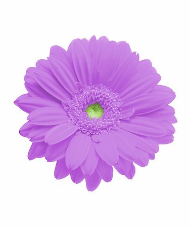 simsearch:400-05128577,k - purple gerbera on pure white background Stockbilder - Microstock & Abonnement, Bildnummer: 400-04019878