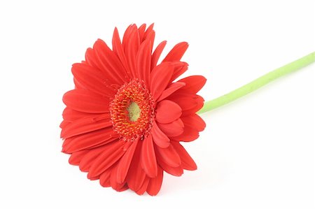 simsearch:400-05128577,k - lone gerbera flower on white background Stockbilder - Microstock & Abonnement, Bildnummer: 400-04019879