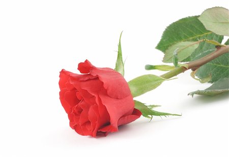 single red rose bud - single rose on white Stock Photo - Budget Royalty-Free & Subscription, Code: 400-04019887