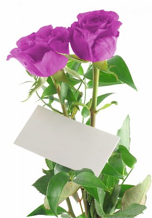 simsearch:400-05033064,k - purple roses with blank love note Foto de stock - Royalty-Free Super Valor e Assinatura, Número: 400-04019881