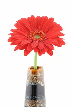 simsearch:400-05128577,k - red beautiful gerbera in vase on pure white background Stockbilder - Microstock & Abonnement, Bildnummer: 400-04019882