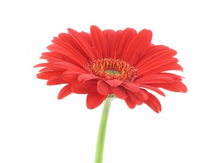 simsearch:400-05128577,k - red beauty on white background Stockbilder - Microstock & Abonnement, Bildnummer: 400-04019883