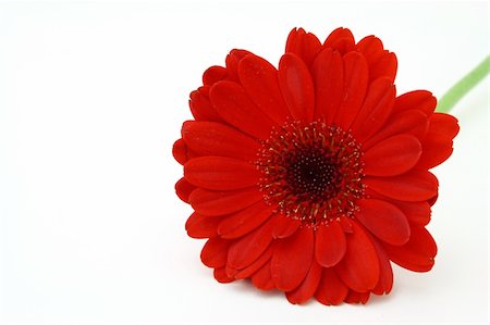 simsearch:400-05059080,k - single red gerbera flower on a white surface Stock Photo - Budget Royalty-Free & Subscription, Code: 400-04010090