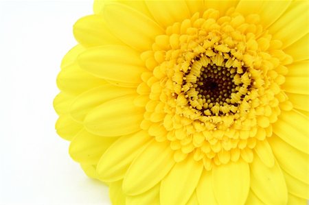 simsearch:400-05059080,k - close up on a gerbera flower Stock Photo - Budget Royalty-Free & Subscription, Code: 400-04010092