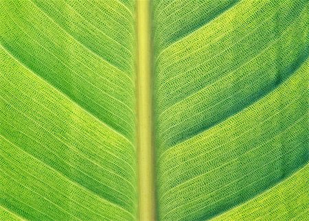 simsearch:400-06409108,k - Green leaf texture - macro detail with structure Foto de stock - Royalty-Free Super Valor e Assinatura, Número: 400-04010266