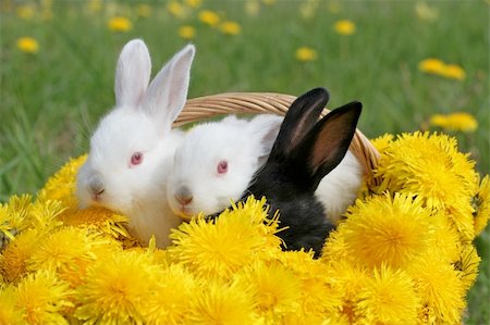 simsearch:400-06866996,k - Bunnies in dandelion basket - nice Easter picture Foto de stock - Super Valor sin royalties y Suscripción, Código: 400-04010552