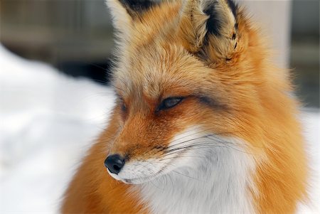 Close-up picture of a wild Red Fox Foto de stock - Super Valor sin royalties y Suscripción, Código: 400-04010680