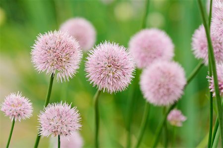 Chives onion plant blossoming. Short depth of field. Stock Photo - Budget Royalty-Free & Subscription, Code: 400-04010988