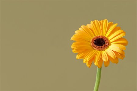simsearch:400-06073508,k - Gerbera isolated on colored background Photographie de stock - Aubaine LD & Abonnement, Code: 400-04011539