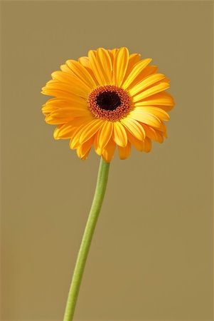 simsearch:400-04436052,k - Gerbera flower isolated on colored background Stock Photo - Budget Royalty-Free & Subscription, Code: 400-04011540