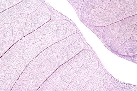 Close-up of two purple skeleton leaves isolated on white. Stock Photo - Budget Royalty-Free & Subscription, Code: 400-04011999