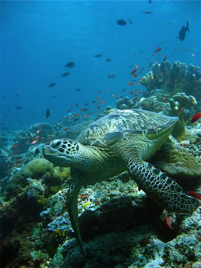 green turtle resting on coral reef sipadan in sabah malaysian borneo Stock Photo - Royalty-Free, Artist: donsimon, Image code: 400-04012008