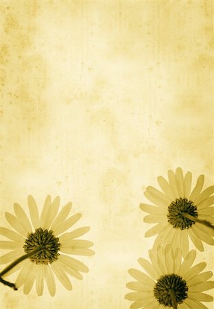 delphinium - old paper background with ox daisy flowers "printed"on the lowe Fotografie stock - Microstock e Abbonamento, Codice: 400-04012085