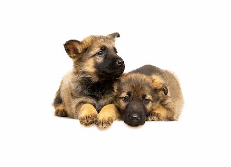 simsearch:400-05715419,k - two laying Germany sheep-dog puppies isolated on white background Fotografie stock - Microstock e Abbonamento, Codice: 400-04012283